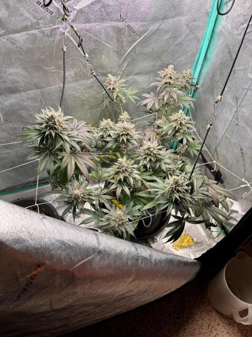 Zombie Death Fuck but better this time. Week 14