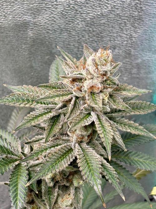 Zombie Death Fuck but better this time. Week 14