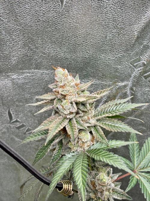 Zombie Death Fuck but better this time. Week 14