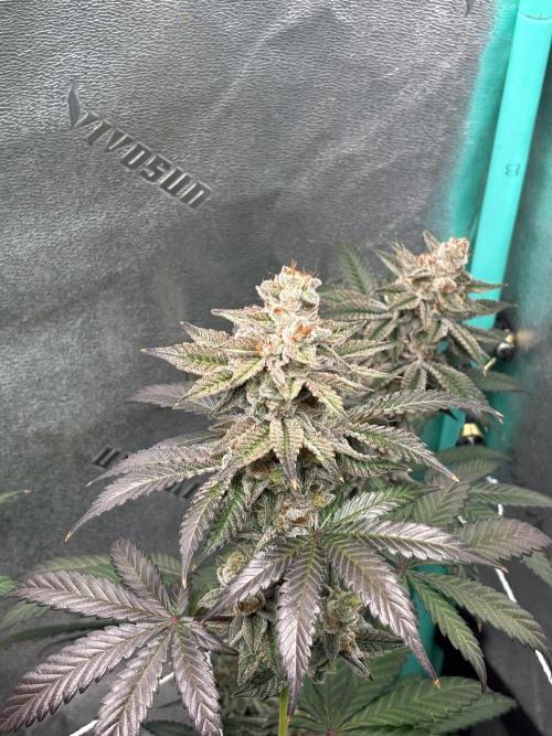 Zombie Death Fuck but better this time. Week 14