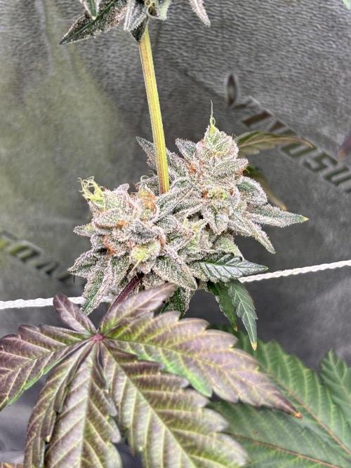 Zombie Death Fuck but better this time. Week 14