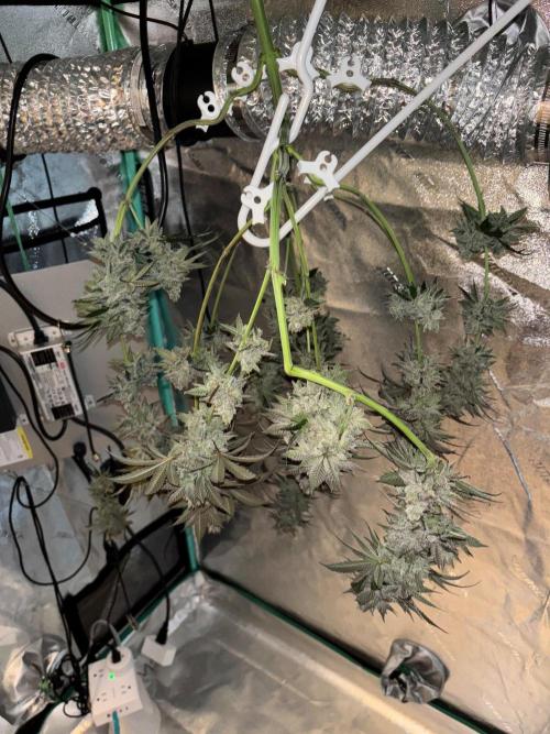 Zombie Death Fuck but better this time. Week 14