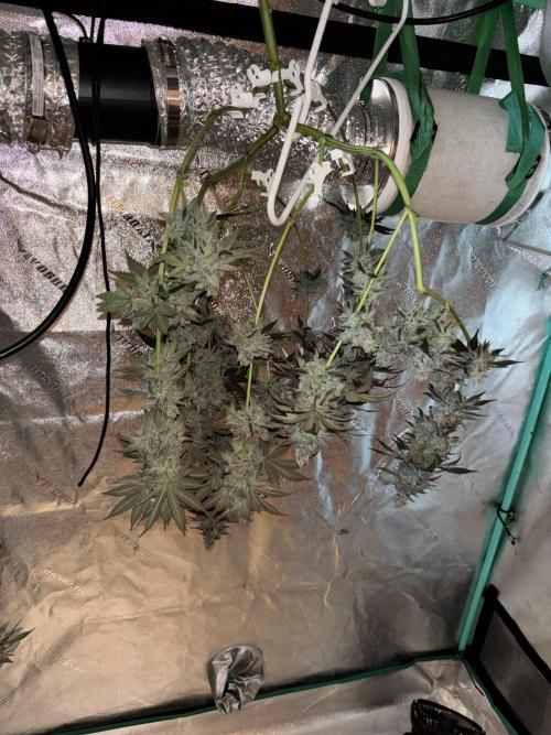 Zombie Death Fuck but better this time. Week 14