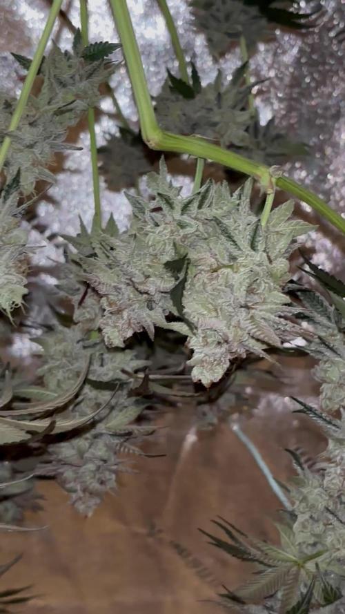 Zombie Death Fuck but better this time