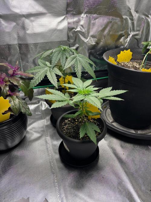 Grandpa's Cookies and Cereal Runtz. Week 3