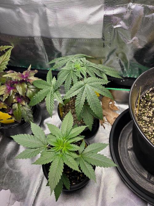 Grandpa's Cookies and Cereal Runtz. Week 3