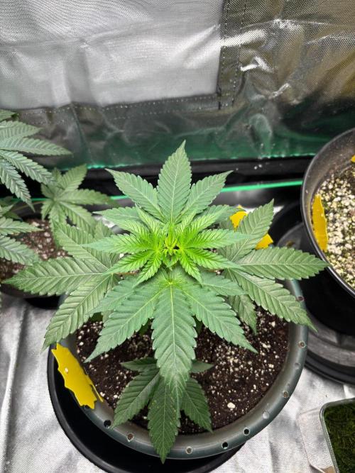 Grandpa's Cookies and Cereal Runtz. Week 4