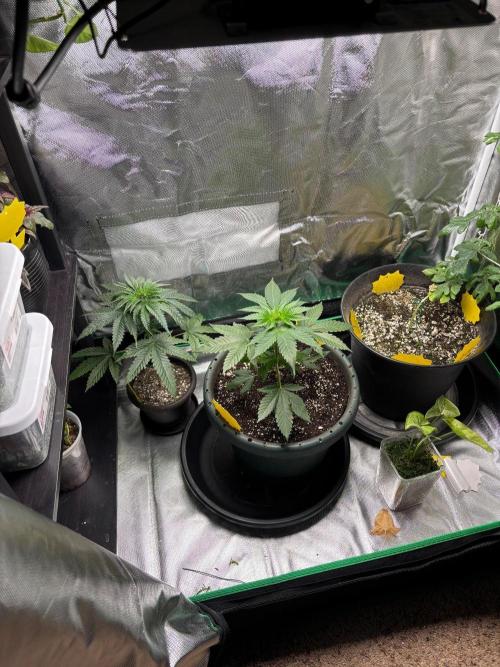 Grandpa's Cookies and Cereal Runtz. Week 4