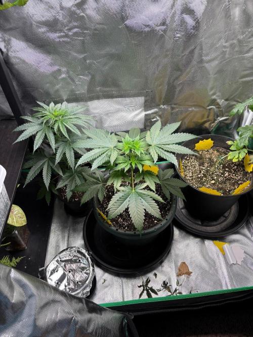 Grandpa's Cookies and Cereal Runtz. Week 5