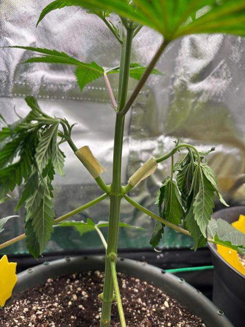Grandpa's Cookies and Cereal Runtz. Week 5