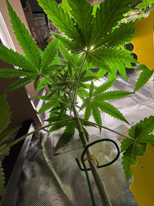Grandpa's Cookies and Cereal Runtz. Week 5