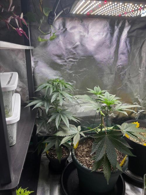 Grandpa's Cookies and Cereal Runtz. Week 6