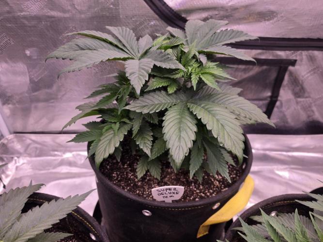 Super Deluxe. Week 6 - topped at 6th node, in 7 gal fabric pots