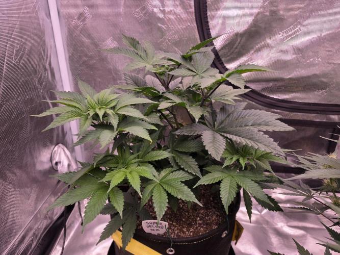 Super Deluxe. Week 6