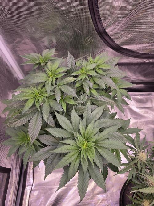 Super Deluxe. Week 8 - LST tie down a couple branches