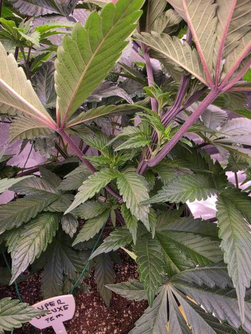 Super Deluxe. Week 8 - Purple Genetics already showing
