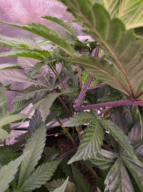 Super Deluxe. Week 8