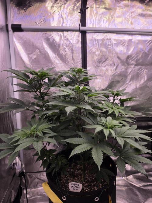 Super Deluxe. Week 10 - very nice structure strong branching