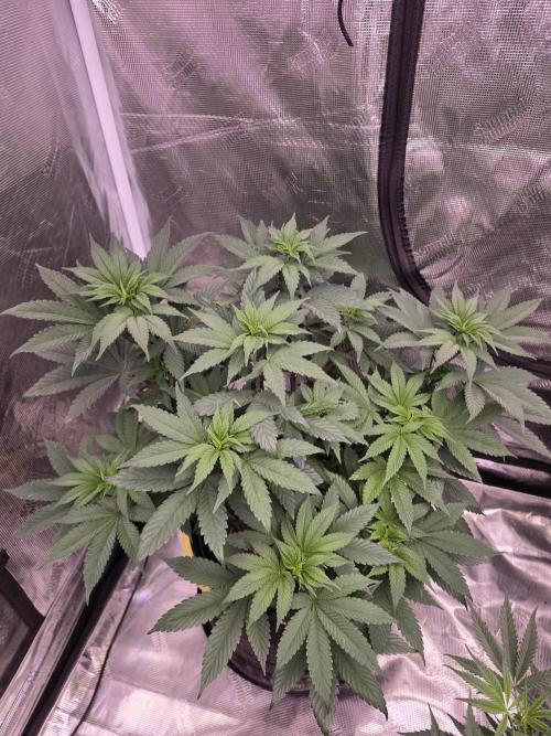 Super Deluxe. Week 10 - this is her topped twice