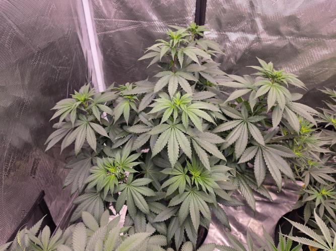Super Deluxe. Week 10 - keep pulling branches outward