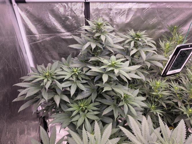 Super Deluxe. Week 10