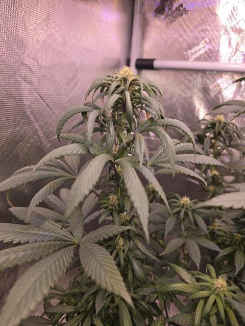 Super Deluxe. Week 11 - buds filling up