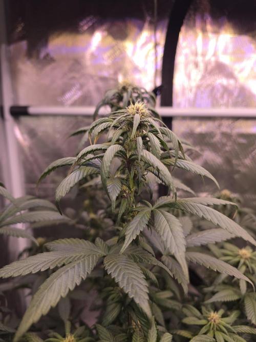 Super Deluxe. Week 11 - hit her with some neem cake to help with gnats but overdid it, you can see the claws! my bad!