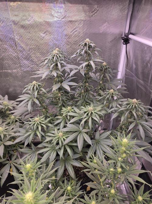 Super Deluxe. Week 13