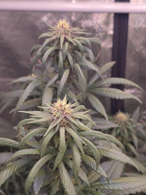 Super Deluxe. Week 13