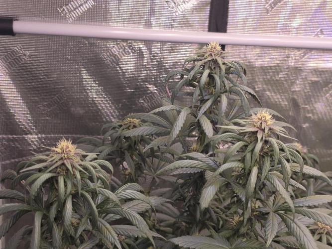 Super Deluxe. Week 13