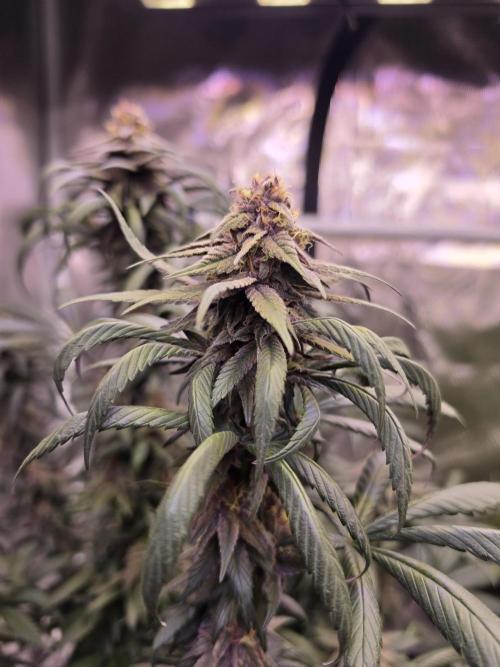 Super Deluxe. Week 14 - clawing really evident now! damn!
