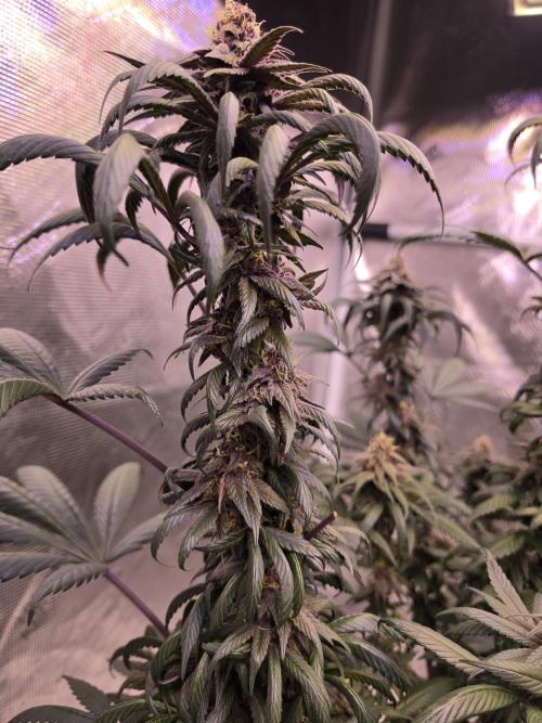 Super Deluxe. Week 14 - buds only forming along parallel  branches kind of strange 