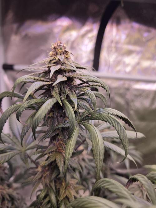 Super Deluxe. Week 14 - buds have a faint sweet floral scent