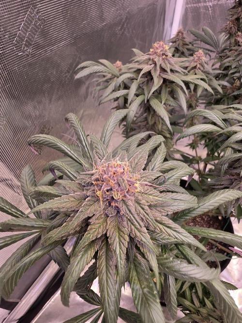Super Deluxe. Week 15 - fat and frim buds 