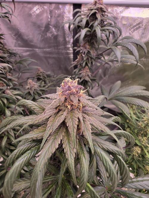 Super Deluxe. Week 15