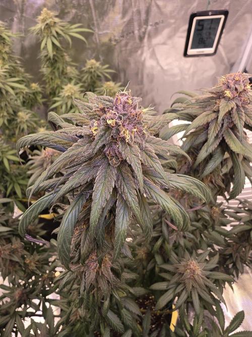 Super Deluxe. Week 15 - beautiful colors
