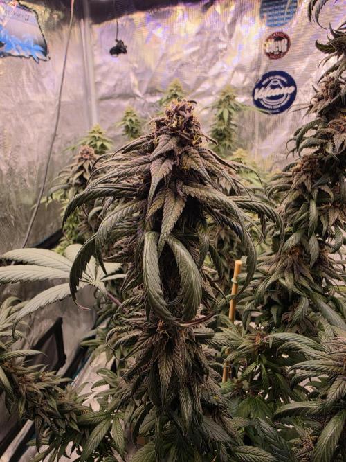 Super Deluxe. Week 15 - a little leafy looking