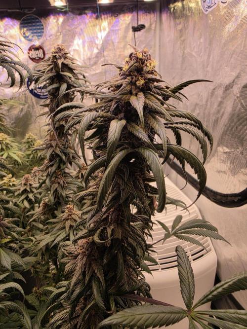 Super Deluxe. Week 15 - stems are quite sturdy