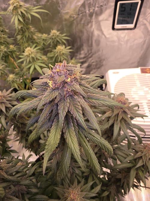 Super Deluxe. Week 15