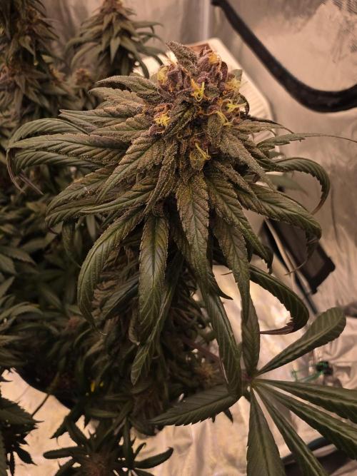 Super Deluxe. Week 15