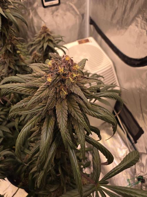 Super Deluxe. Week 15
