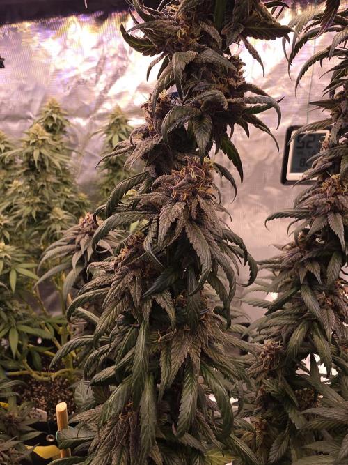 Super Deluxe. Week 16 - nice tall stacking buds, frost is building, stigmas fading