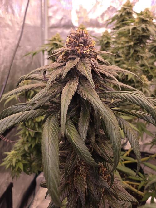 Super Deluxe. Week 16 - dense buds, the sweetness is becoming g more evident!