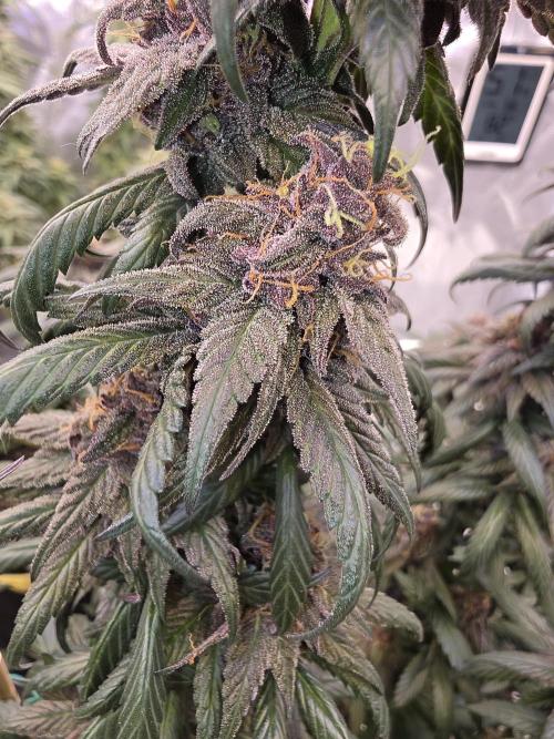 Super Deluxe. Week 16
