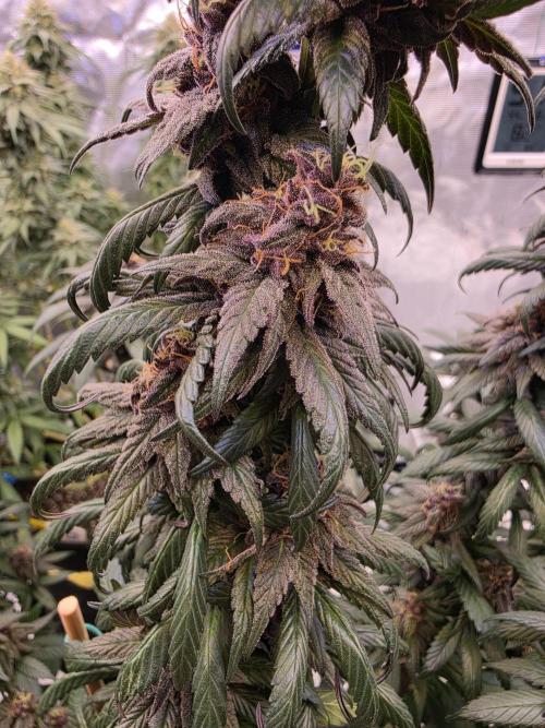 Super Deluxe. Week 16