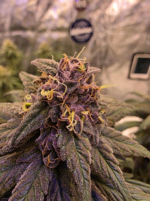 Super Deluxe. Week 16 - beautiful color!