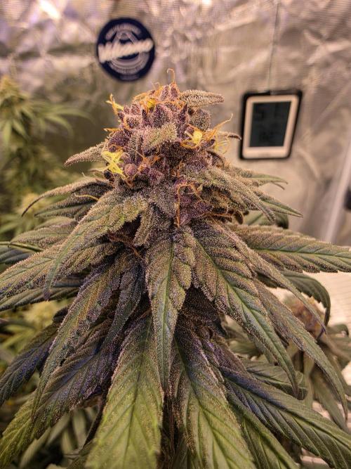 Super Deluxe. Week 16