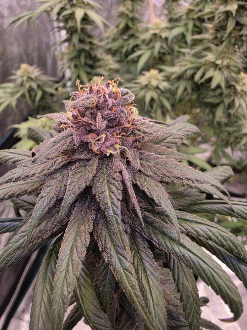 Super Deluxe. Week 16 - truly a Purple genetic strain, because lowered temps aren't bringing this about