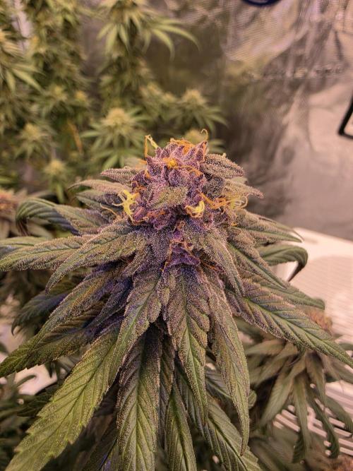 Super Deluxe. Week 16