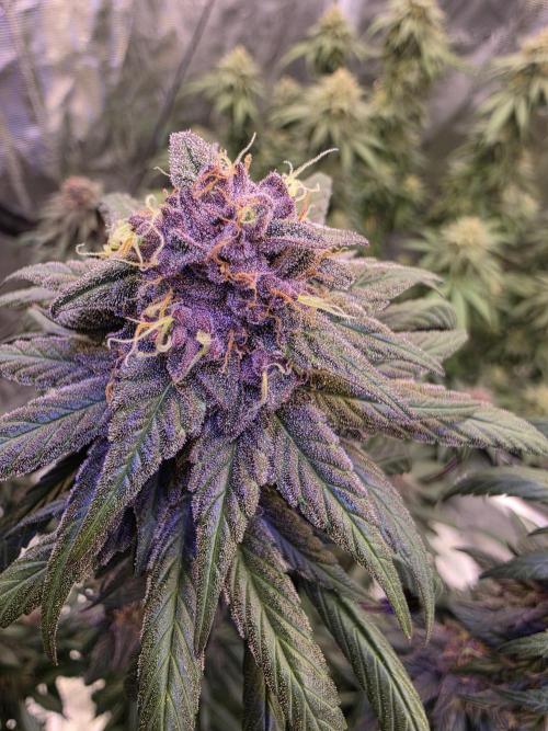 Super Deluxe. Week 16